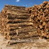GỖ TUYẾT TÙNG ĐỎ TRÒN(RED CEDAR LOG)