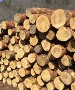 GỖ TUYẾT TÙNG VÀNG ( YELLOW CEDAR) GỖ TUYẾT TÙNG VÀNG ( YELLOW CEDAR)