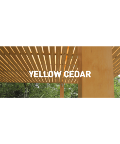GỖ TUYẾT TÙNG VÀNG ( YELLOW CEDAR)