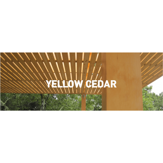 GỖ TUYẾT TÙNG VÀNG ( YELLOW CEDAR) GỖ TUYẾT TÙNG VÀNG ( YELLOW CEDAR)