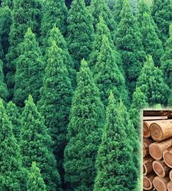Gỗ Sugi – Gỗ Quý, Gỗ Thơm Tuyết tùng Nhật Bản Gỗ Sugi – Gỗ Quý, Gỗ Thơm Tuyết tùng Nhật Bản