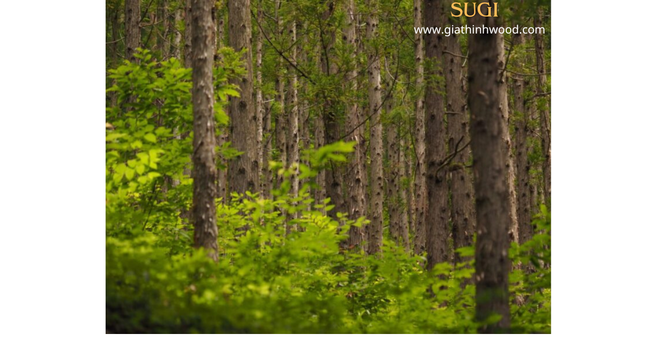 Gỗ Sugi – Gỗ Quý, Gỗ Thơm Tuyết tùng Nhật Bản Gỗ Sugi – Gỗ Quý, Gỗ Thơm Tuyết tùng Nhật Bản